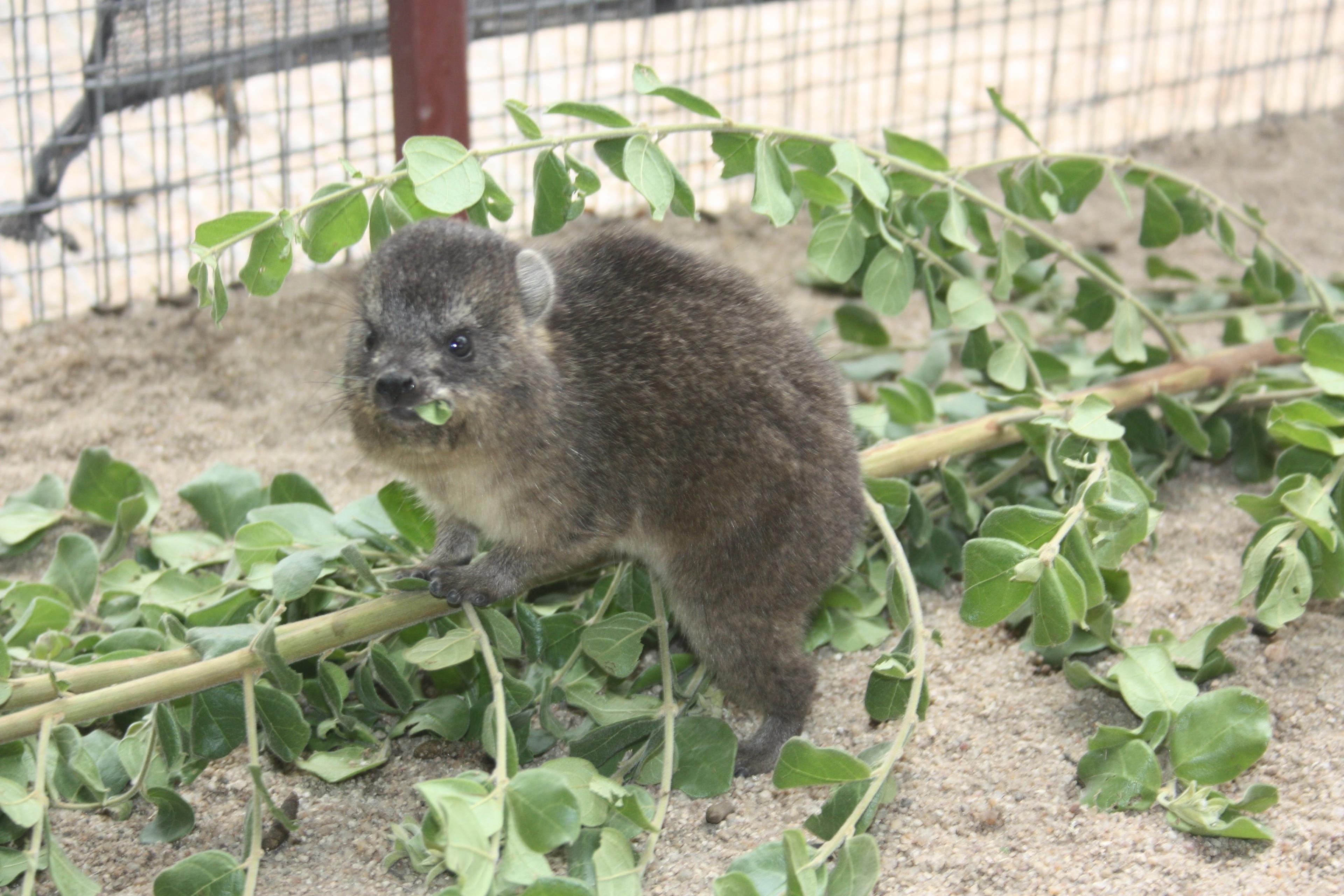 Dassies, dassies everywhere!