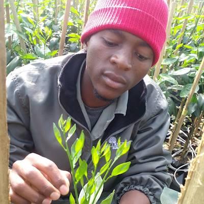 Graduate nursery work