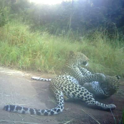 Leopard Survey