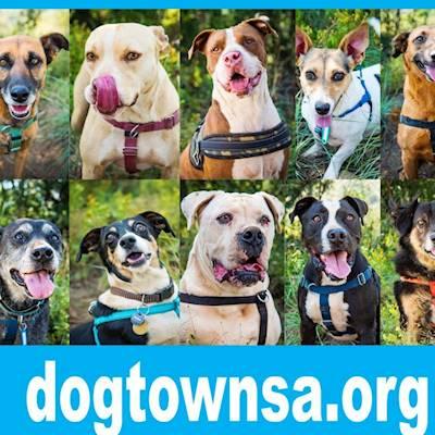 Save more lives with Dogtown SA