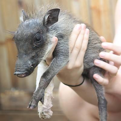 Boris, the new guest at DAKTARI!