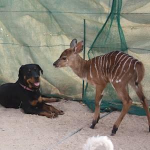 Once upon a time... Nyalou