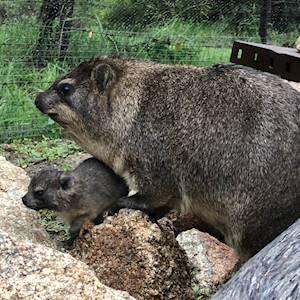Our male dassie gave birth to two babies!
