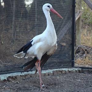 Updates in the Wildlife Orphanage