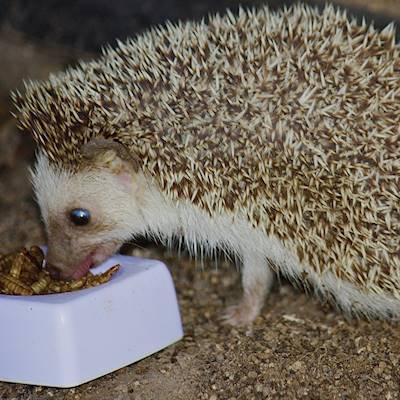 We welcome Hayley, Luna’s new friend