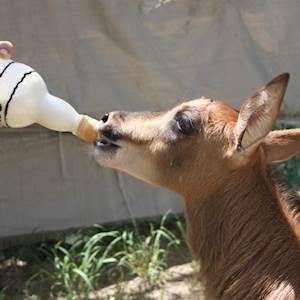 Welcome to Tango and Chimoya!