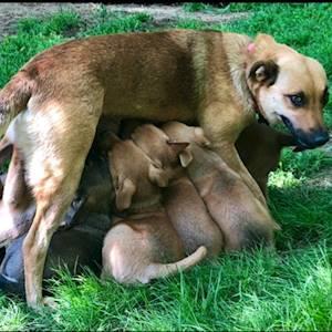 Simply too many mouths to feed, from this young mum!