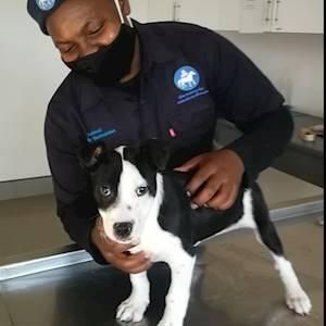 Brought in from the field, this handsome lad is being prepared by Agnes pre-surgery!