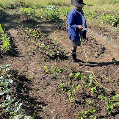 Community Gardens project empowers unemployed to develop skills and generate income.