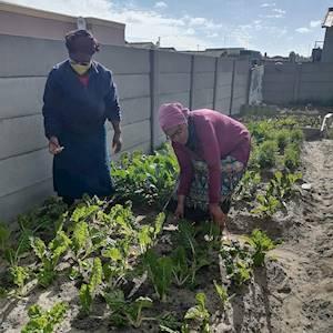 Home gardens for all our Khayelitsha members for food sustainability