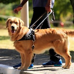 Is it illegal to deny access to a working dog?