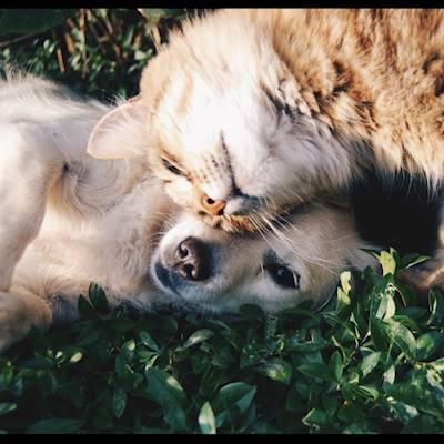 Help Johannesburg SPCA by donating any dog or cat toys for our kennels animals