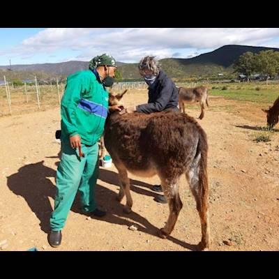 Help Eseltjiesrus Donkey Sanctuary with 5 volunteers for helping with the grooming and care of our donkeys