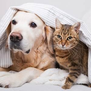 Help Woodrock Animal Rescue with 100 volunteers for Sharing our plea for donations.