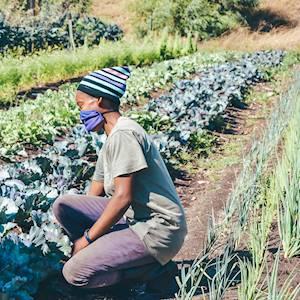 Help Ladles of Love raise R3,000 for a love garden & help us grow nutritious food