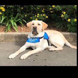 Help South African Guide-Dogs Association for the Blind with 20 volunteers for Puppy Raising