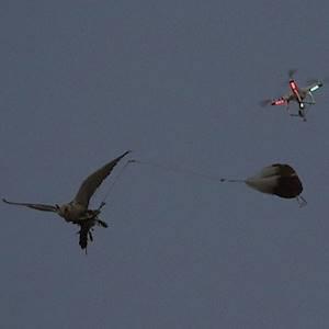 Help Dullstroom Bird of Prey and Rehabilitation Centre raise R60,000 for a drone to assist teaching falcons to thermal & hunt