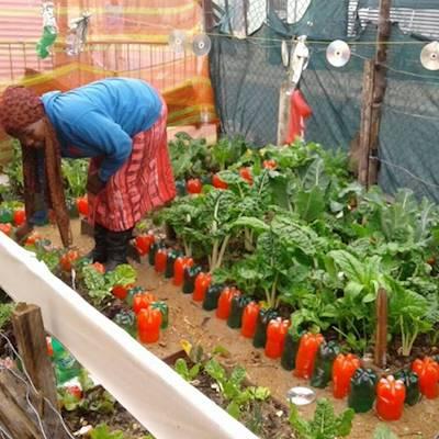 Help Soil for Life NPC by providing garden tools and inputs for their Home Food Gardening Programme in low income areas
