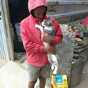 Help The Society for Animals in Distress raise R67,500 for help to swiftly transform Jozi's forgotten cat's lives!