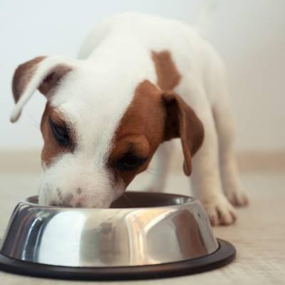 Help Animal Welfare Society Stellenbosch by Pet food and treats for Dogs and Cats