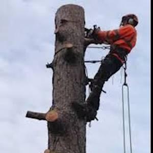 Help Mfesane NPC with 4 volunteers for Tree felling services