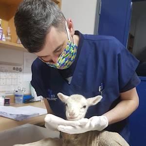 Help Animal Welfare Society of South Africa with 1000 volunteers for liking our Facebook Page to increase awareness