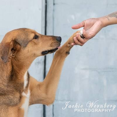 Help Animal Welfare Society of South Africa by donating white exterior PVA and cans of spray paint for educational wall murals about responsible pet care