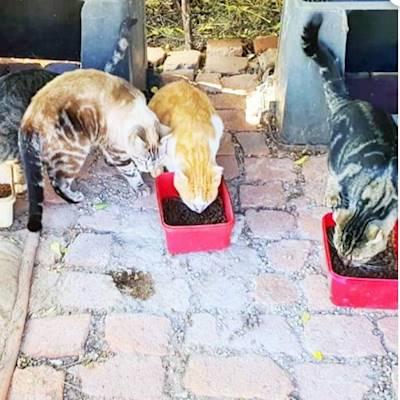 Help Harties Feral Cat Rescue NPC by donating cat food for the 1200 cats they take care of.