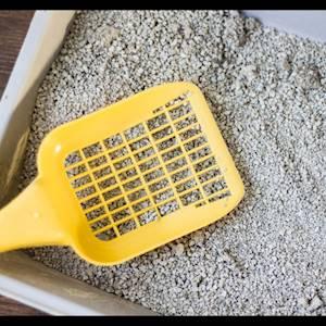 Help Tshwane SPCA by Donating cat litter for our catteries