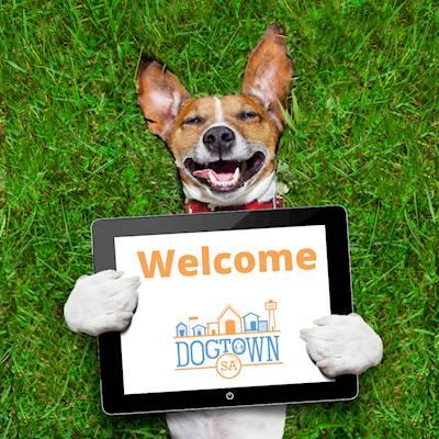 Help Dogtown South Africa with 5 volunteers for welcoming visitors to Dogtown