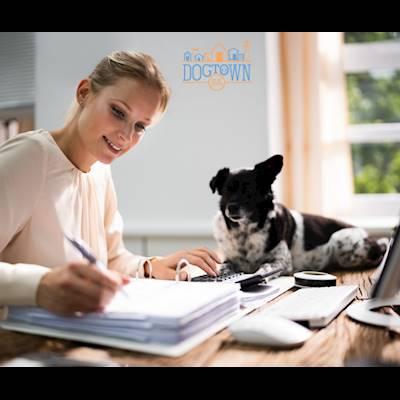 Help Dogtown South Africa with 5 volunteers for abandoned dogs - help us with your accounting skills