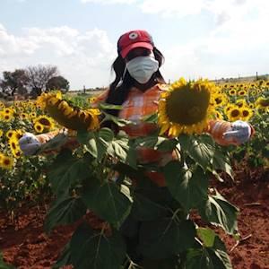 Help Kaabo Community Services NPC by Donating Irrigation system and borehole drilling for Our Vegetable Farming Project