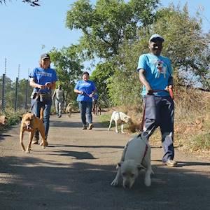 Help Dogtown South Africa with 10 volunteers for walking and enriching our dogs lives