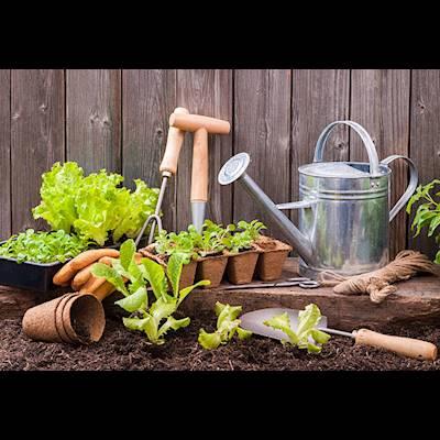 Help Kronendal Music Academy by Donating Garden tools and seedlings for our KMA Lunch Club