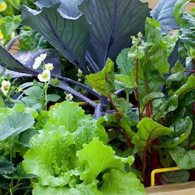 Help The Johannesburg Children's Home by donating any garden materials or seedlings for our vegetable garden project