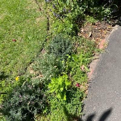 Help Maitland Cottage Home Society with 5 volunteers for Garden maintenance