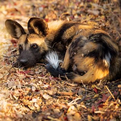 Help WILDLIFE ACT FUND TRUST raise R50,000 for Endangered Species
