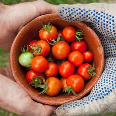 Help Khulisa Social Solutions with 5 volunteers for assisting with establishment of herb & vegetable garden