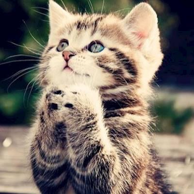 Help Animal Welfare Society Stellenbosch by leads, collars and toys for for our rescue animals