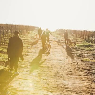 Help Animal Welfare Society Stellenbosch with 50 volunteers for Dog Walking, Cat Cuddles