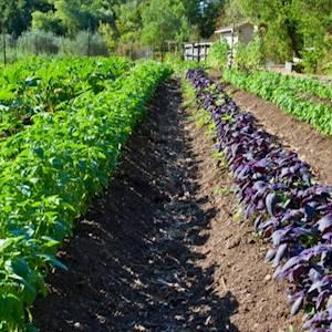 Help Seed of Hope Community Development Centre with 5 volunteers for Farming & Agriculture expertises advice