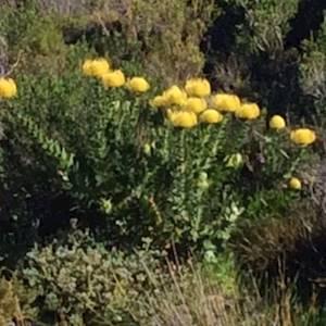 Help Pikkewyntjies / Penguinkids Preschool with 10 volunteers for helping villagers build raised beds to grow vegetables