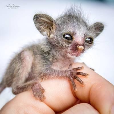 Help Johannesburg Wildlife Veterinary Hospital raise R180,000 for a Rehabilitation assistant (salary for one year)