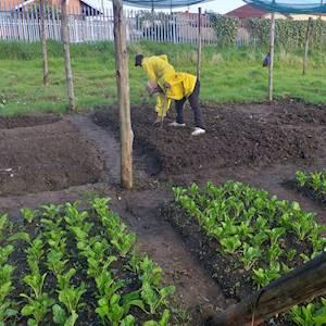 Help Environmentorz with 10 volunteers for Community Garden Developments and Maintenance