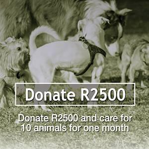 Help Tshwane SPCA raise R2,500 for care for 10 animals for a month