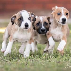 Help Animal Welfare Society of South Africa raise R2,500 for the care of 10 animals for a month