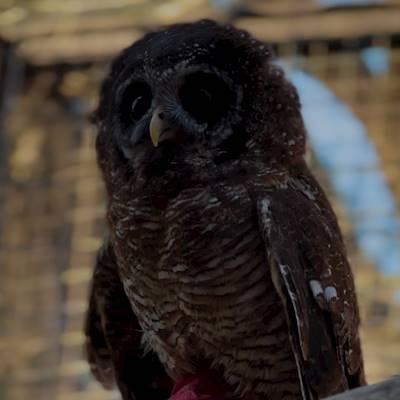 improving the owl enclosure!